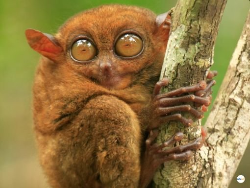 2026 Bohol Tour Package Half Column 薄荷岛旅游套餐、薄荷岛乡村游 2026 Bohol Tour Package Half Column