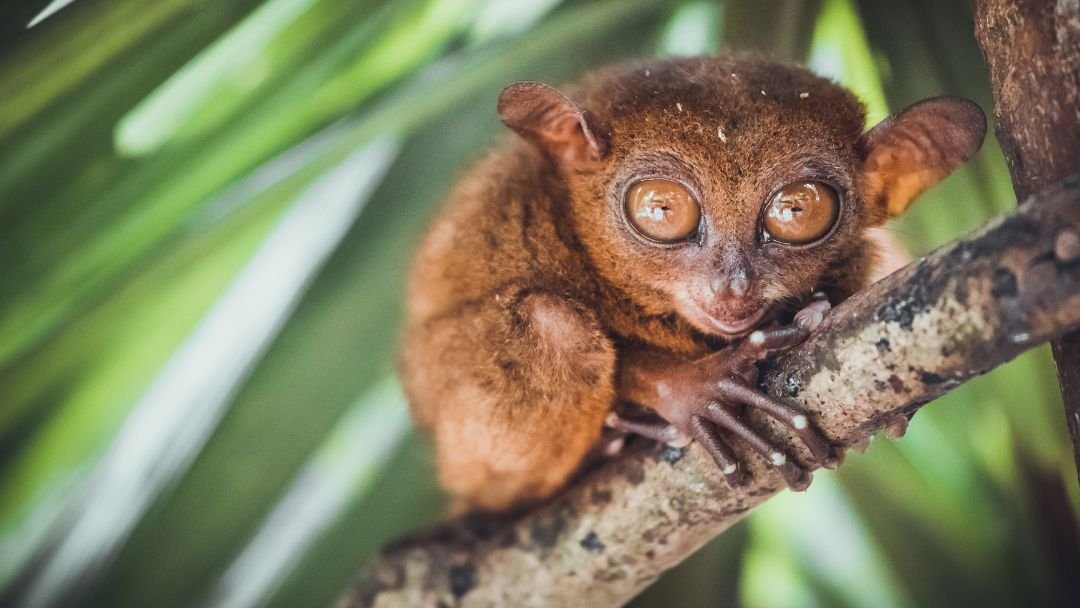 宿务美食 Discover The Enchantment Of Tarsiers In Bohol A Guide To Encounter These Tiny Primates